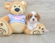 5 week old Cavalier King Charles Spaniel Puppy For Sale - Premier Pups