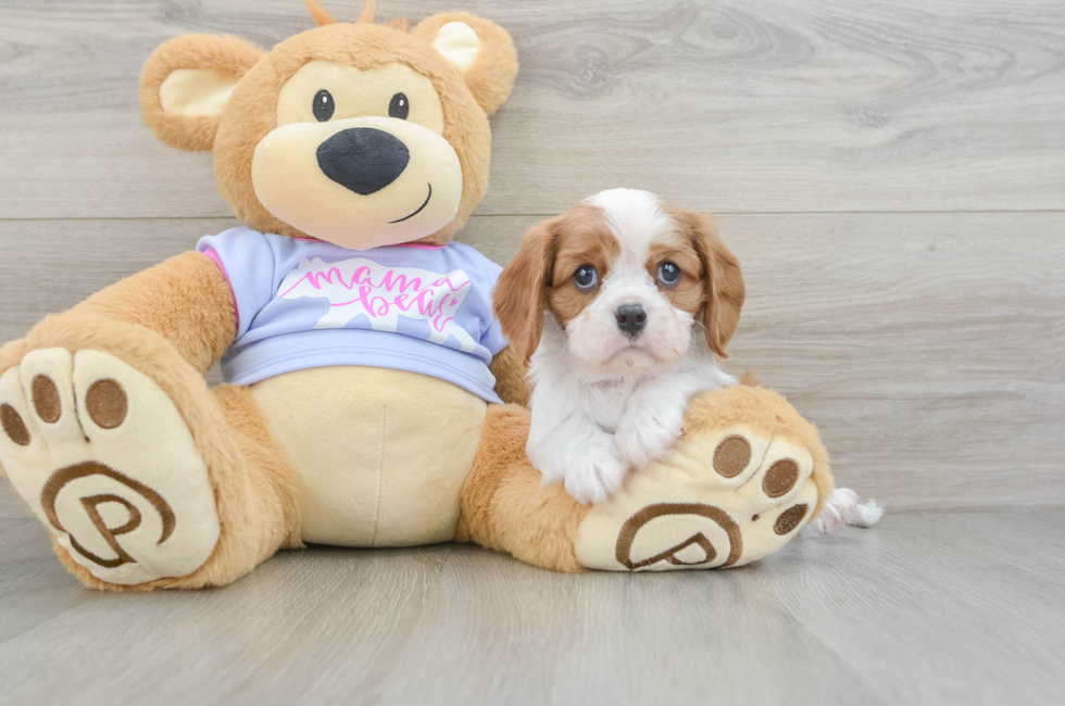 5 week old Cavalier King Charles Spaniel Puppy For Sale - Premier Pups