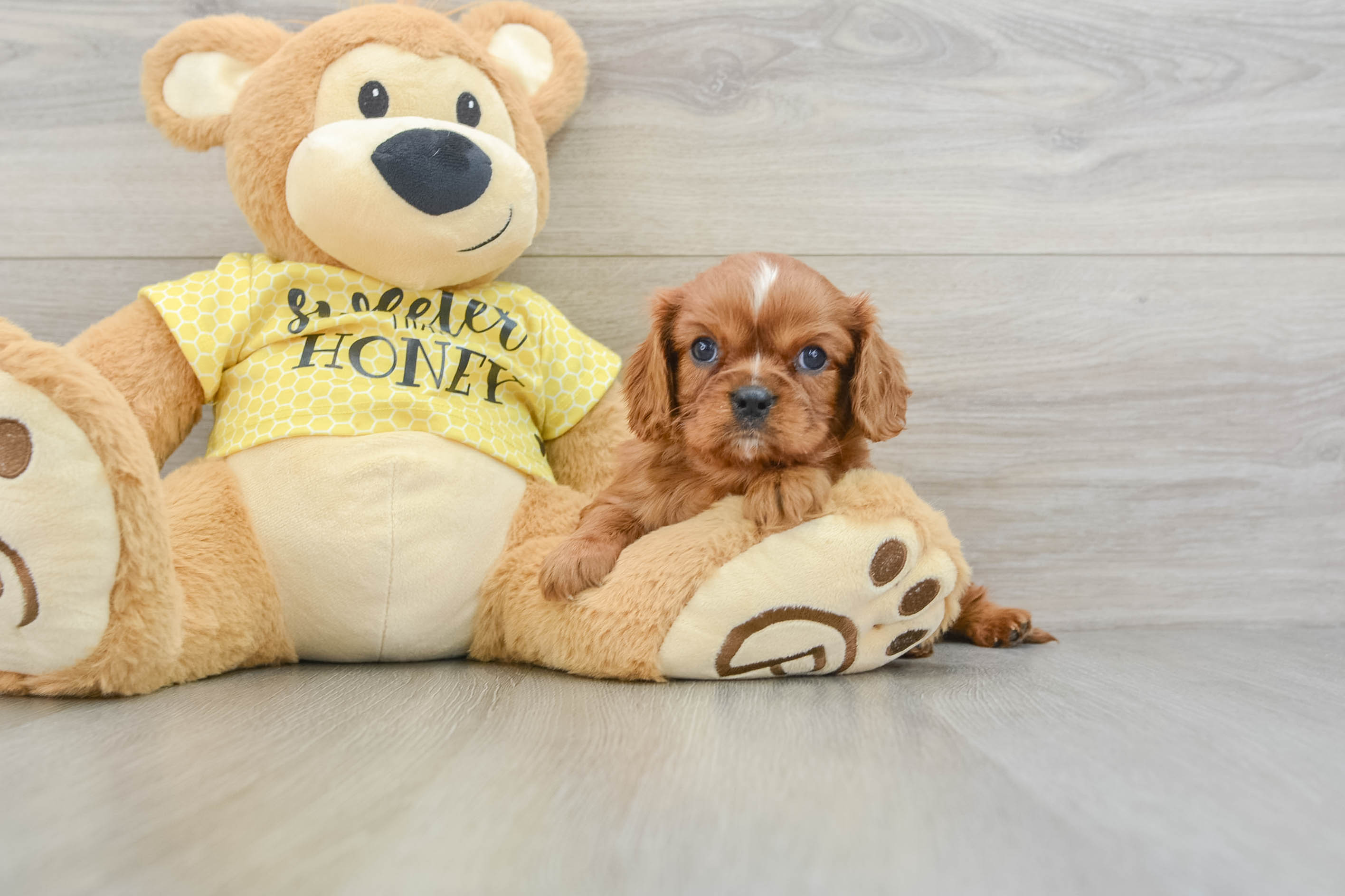 Playful Cavalier King Charles Spaniel Baby