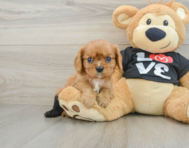 5 week old Cavalier King Charles Spaniel Puppy For Sale - Premier Pups