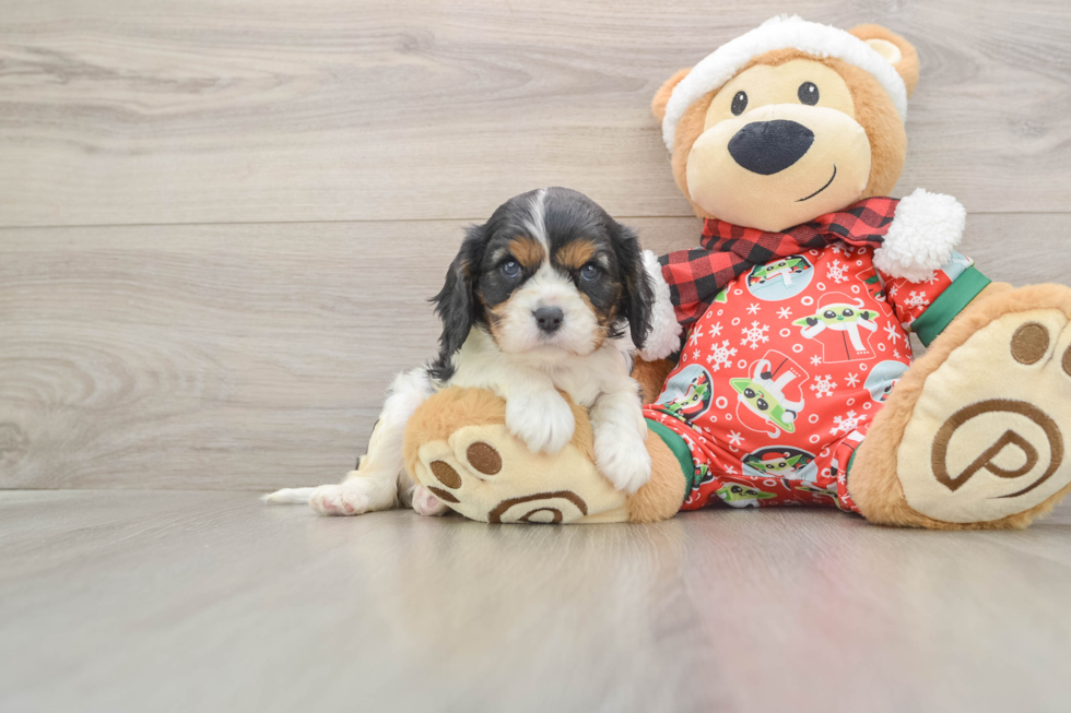 Cavalier King Charles Spaniel Puppy for Adoption