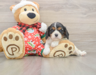 5 week old Cavalier King Charles Spaniel Puppy For Sale - Premier Pups