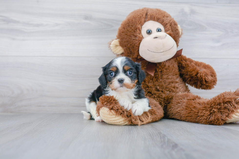 Playful Cavalier King Charles Spaniel Baby