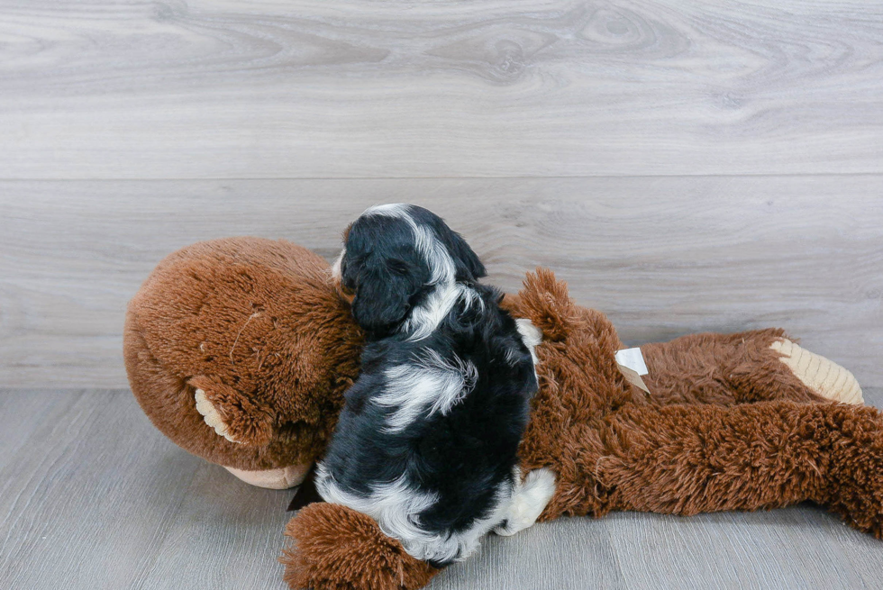 Funny Cavalier King Charles Spaniel Purebred Pup