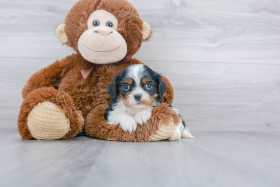 Adorable Cavalier King Charles Spaniel Purebred Puppy