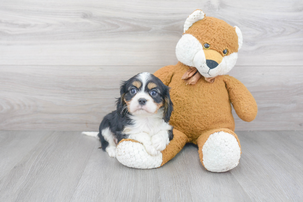 Best Cavalier King Charles Spaniel Baby