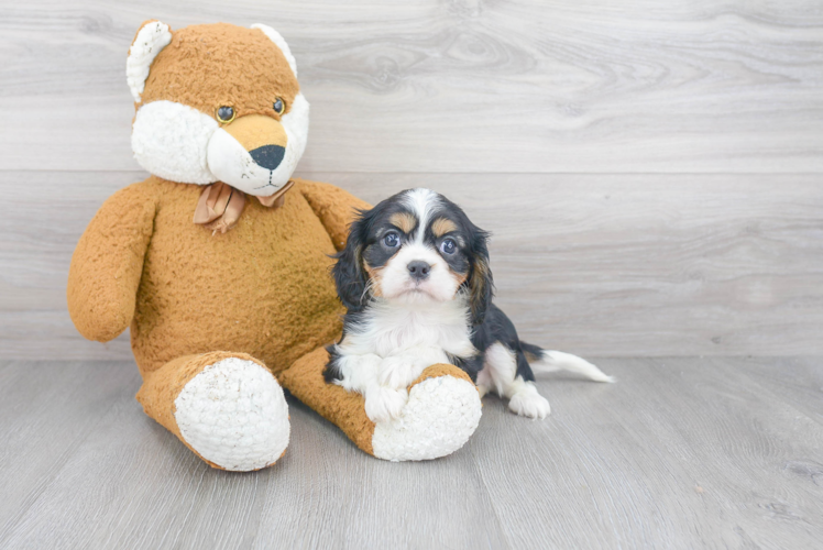 Cavalier King Charles Spaniel Pup Being Cute