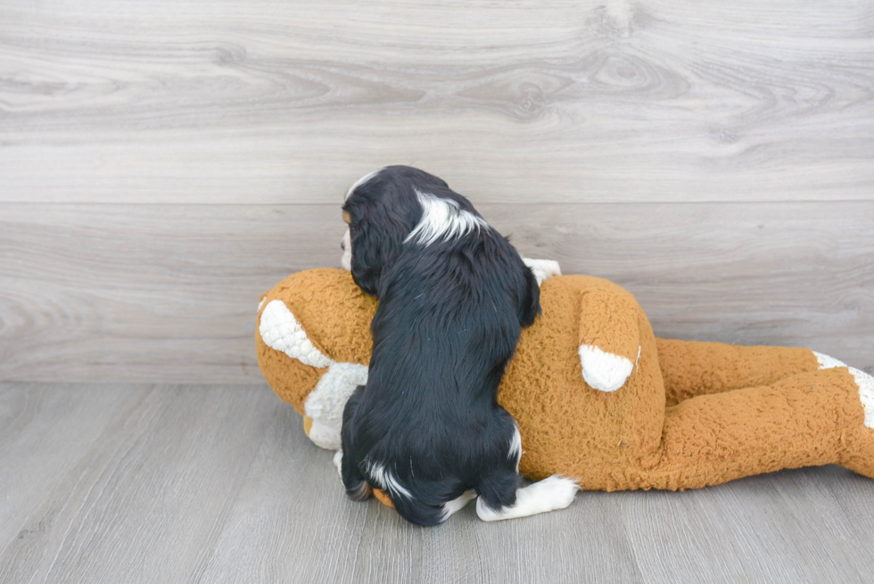 Akc Registered Cavalier King Charles Spaniel Purebred Pup