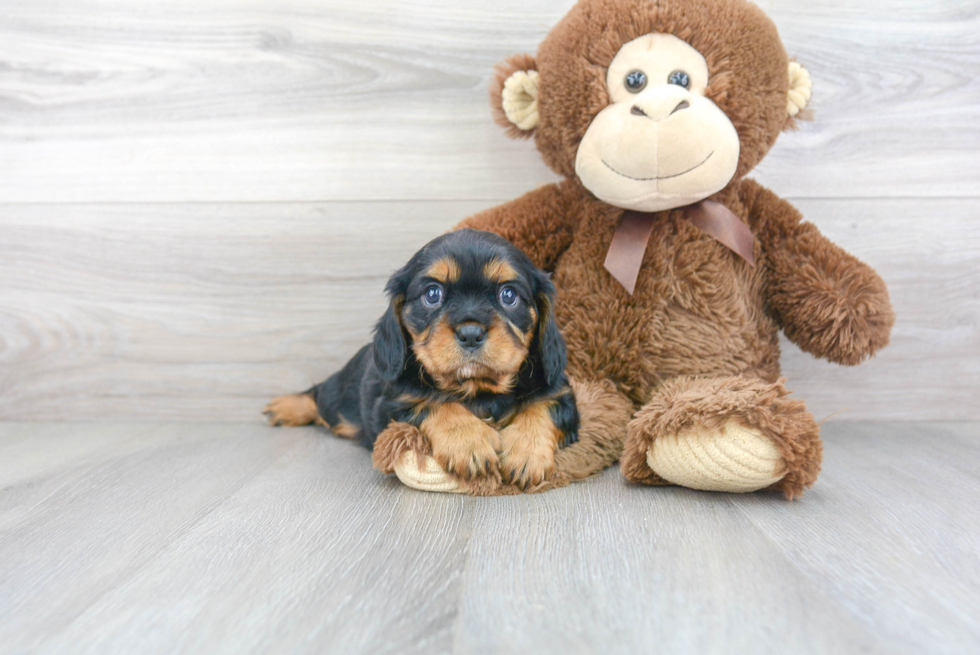 Smart Cavalier King Charles Spaniel Purebred Puppy