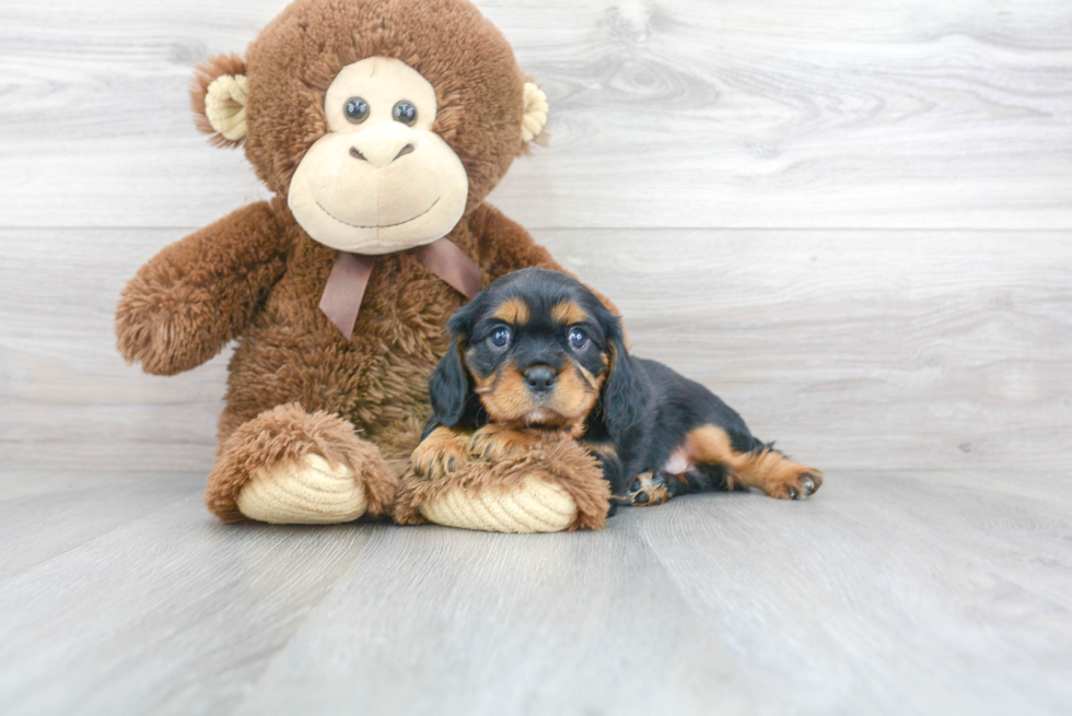 Best Cavalier King Charles Spaniel Baby