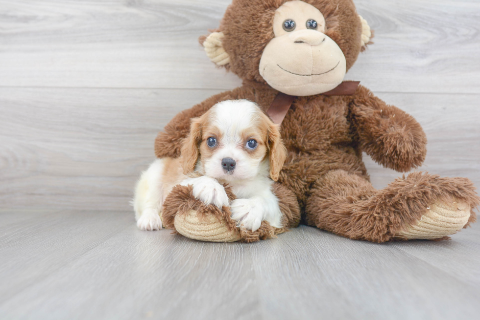 Hypoallergenic Cavalier King Charles Spaniel Purebred Pup