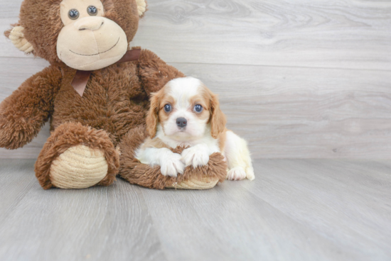 Small Cavalier King Charles Spaniel Purebred Pup