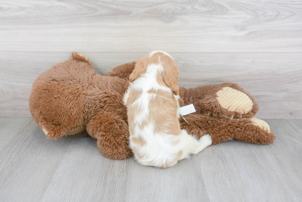 Playful Cavalier King Charles Spaniel Baby