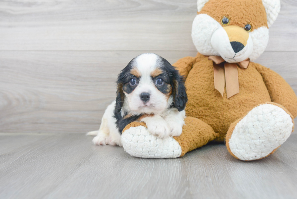 Cavalier King Charles Spaniel Pup Being Cute