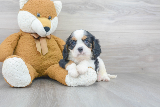 Best Cavalier King Charles Spaniel Baby