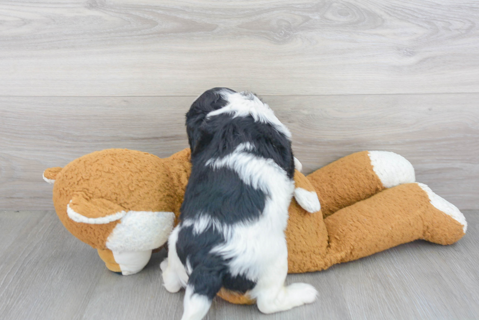 Best Cavalier King Charles Spaniel Baby