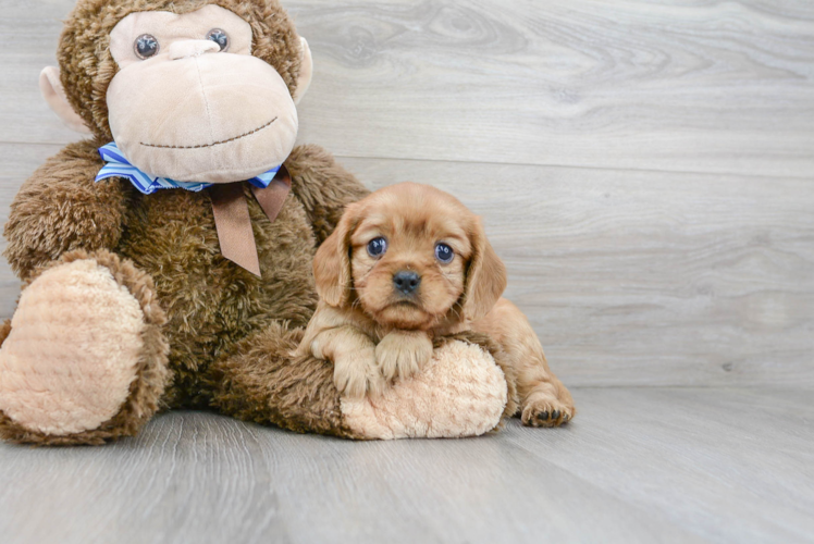 Best Cavalier King Charles Spaniel Baby