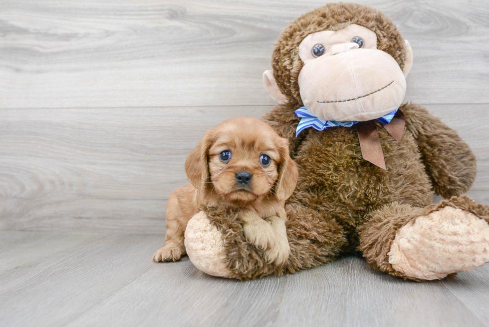 Hypoallergenic Cavalier King Charles Spaniel Purebred Pup