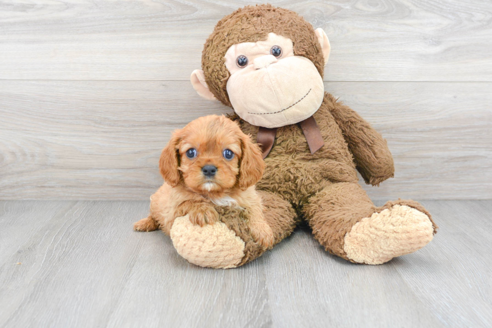 Cavalier King Charles Spaniel Puppy for Adoption