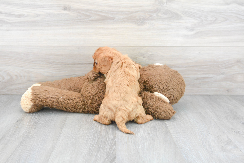 Cavalier King Charles Spaniel Pup Being Cute