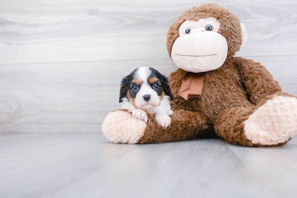 Cavalier King Charles Spaniel Pup Being Cute