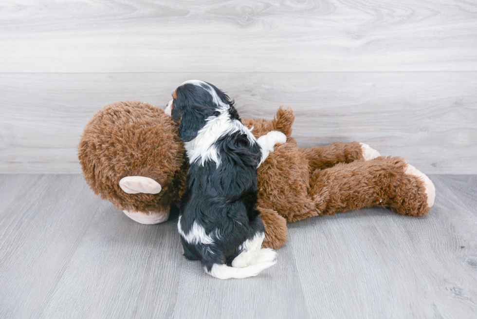 Friendly Cavalier King Charles Spaniel Purebred Pup