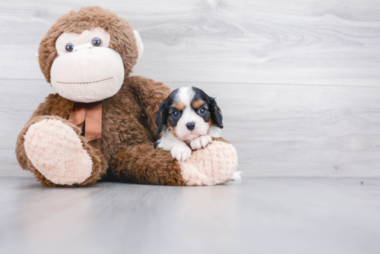 Cavalier King Charles Spaniel Pup Being Cute