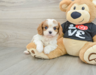 5 week old Cavalier King Charles Spaniel Puppy For Sale - Premier Pups