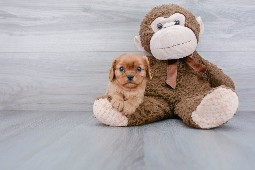 Cavalier King Charles Spaniel Pup Being Cute