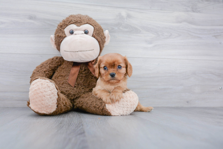 Popular Cavalier King Charles Spaniel Purebred Pup