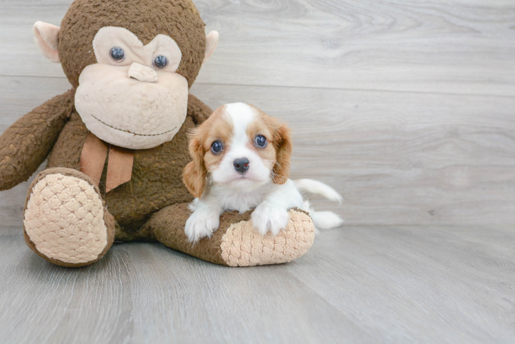 Fluffy Cavalier King Charles Spaniel Purebred Puppy