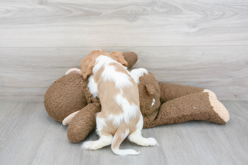 Best Cavalier King Charles Spaniel Baby