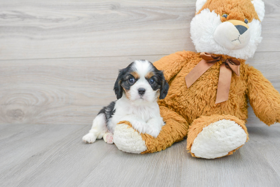 Cavalier King Charles Spaniel Pup Being Cute