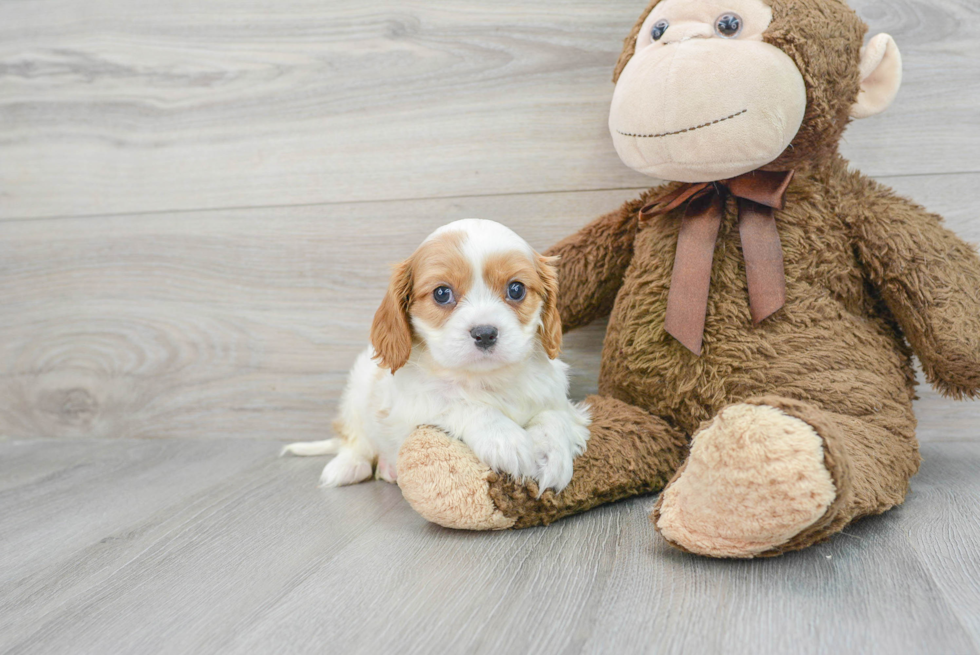 Funny Cavalier King Charles Spaniel Baby