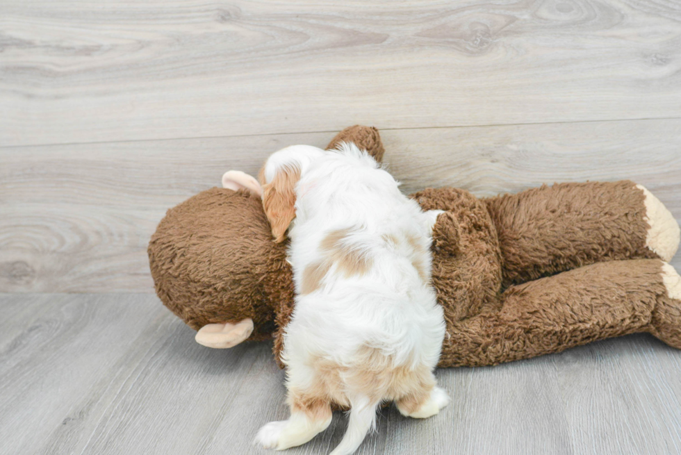 Cavalier King Charles Spaniel Pup Being Cute