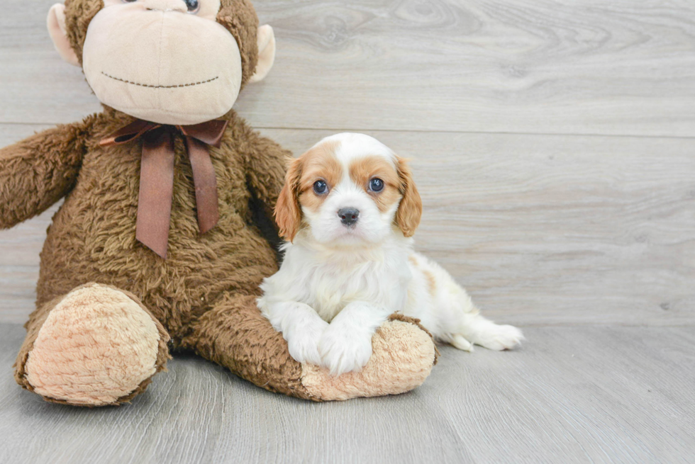 Best Cavalier King Charles Spaniel Baby