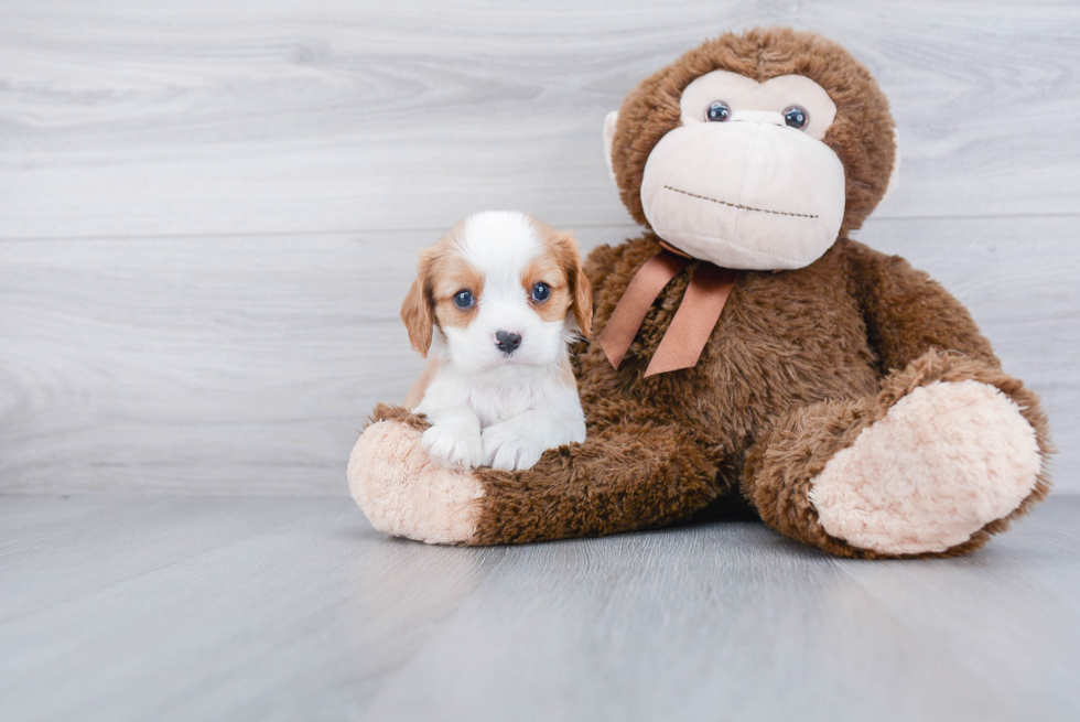 Popular Cavalier King Charles Spaniel Baby