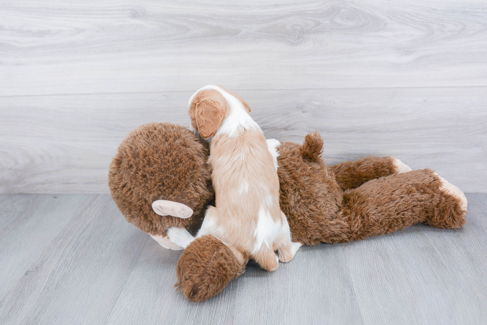 Adorable Cavalier King Charles Spaniel Purebred Puppy