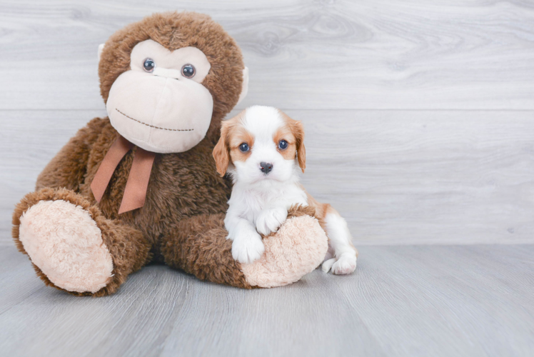 Best Cavalier King Charles Spaniel Baby