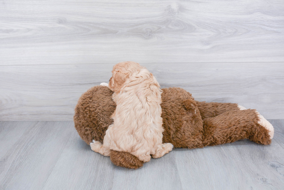 Cavalier King Charles Spaniel Pup Being Cute