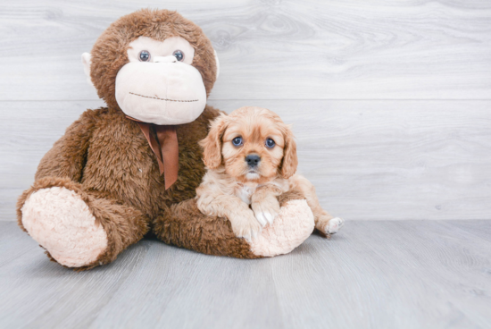 Cavalier King Charles Spaniel Pup Being Cute