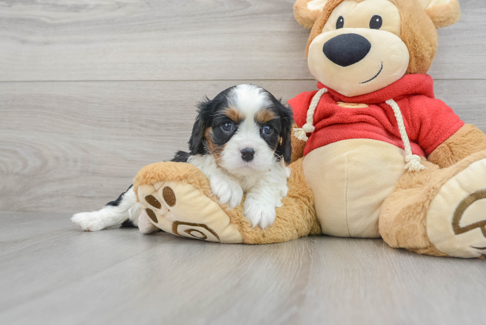 Cavalier King Charles Spaniel Puppy for Adoption