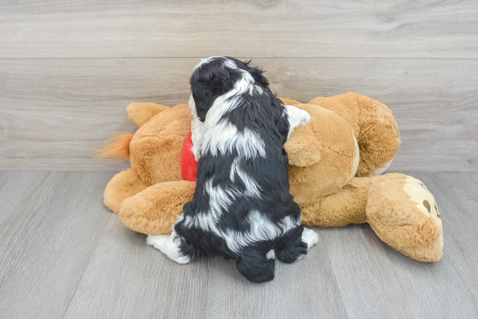Smart Cavalier King Charles Spaniel Purebred Puppy