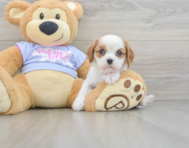 5 week old Cavalier King Charles Spaniel Puppy For Sale - Premier Pups