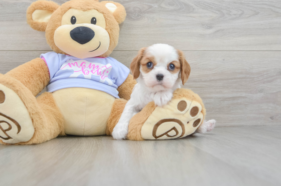 5 week old Cavalier King Charles Spaniel Puppy For Sale - Premier Pups