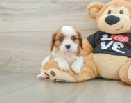 5 week old Cavalier King Charles Spaniel Puppy For Sale - Premier Pups