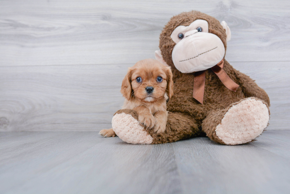 Friendly Cavalier King Charles Spaniel Purebred Pup