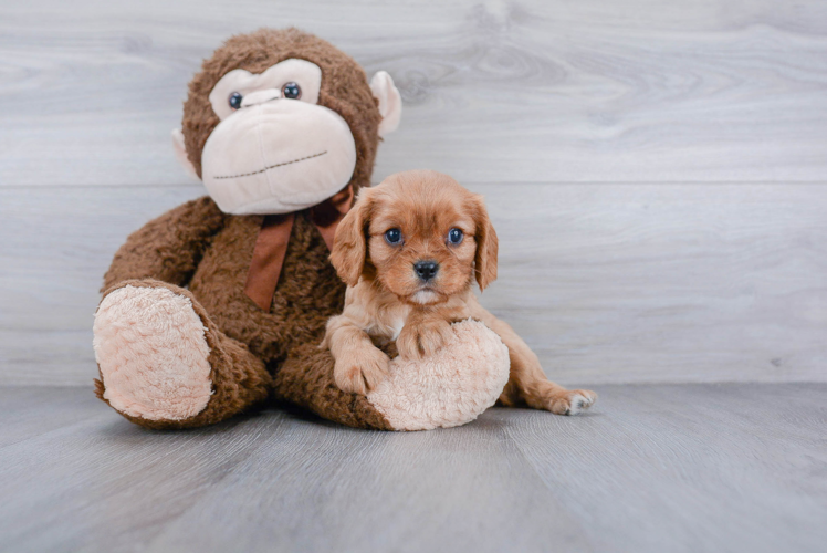 Cute Cavalier King Charles Spaniel Purebred Puppy