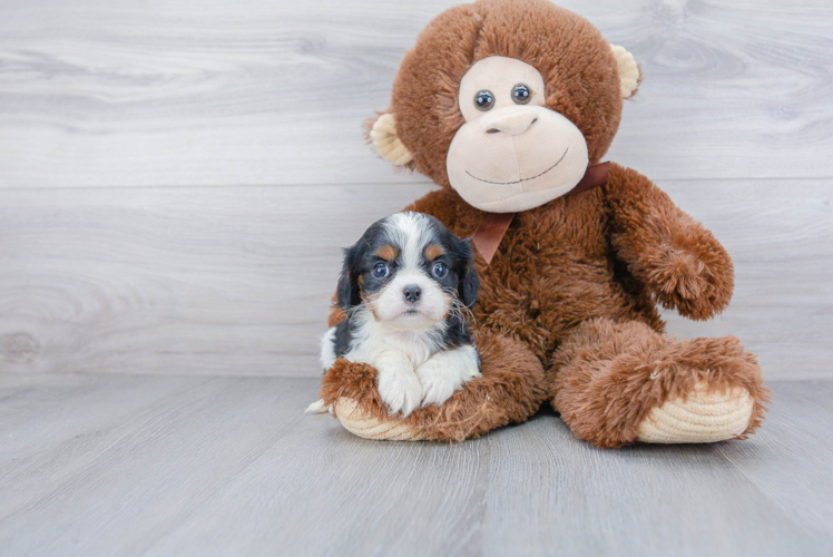 Popular Cavalier King Charles Spaniel Baby