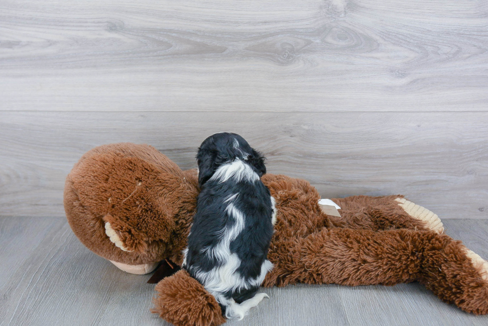 Best Cavalier King Charles Spaniel Baby